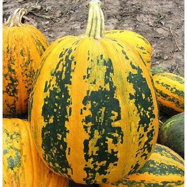 Тыква Мозолиевский, 20 г фото 1