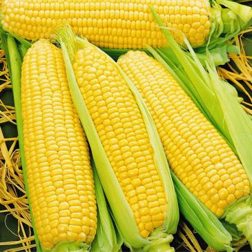 Кукурудза цукрова Бондюель F1, 50 нас. фото 1