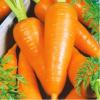 Морковь Роял Шантане,  500 сем.