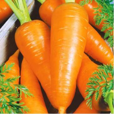 Морква Роял Шантане, 500 нас. фото 1