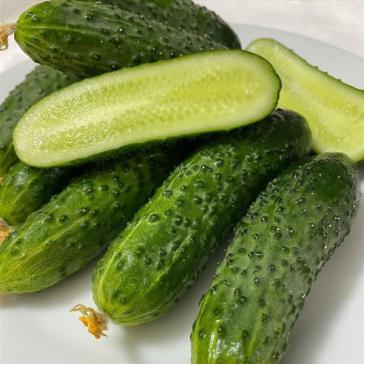 Огірок Полан F1, 300 нас. фото 1