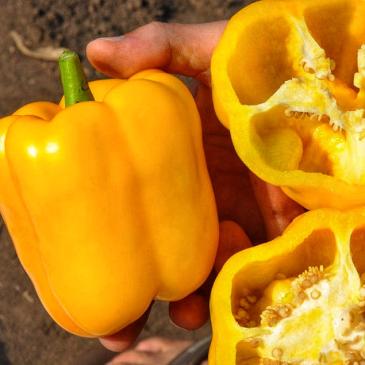 Перец Марта Полька, 100 сем. фото 1