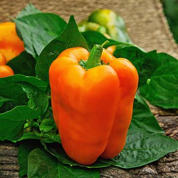 Перец Ревия, 100 сем. фото 1