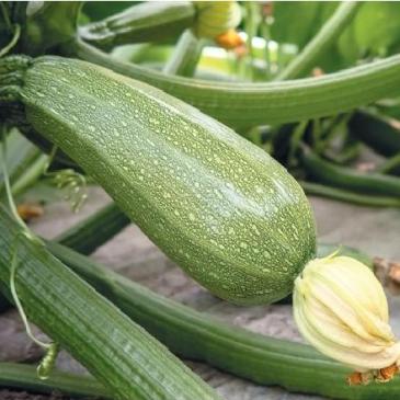 Кабачок Корделія F1, 5 нас. фото 1