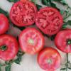 Томат Пинк Буш F1,  10 сем.