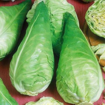 Капуста Сонсма F1, 20 нас. фото 1