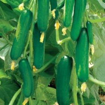 Огірок Супер Бейбі F1, 5 нас. фото 1