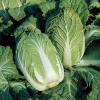 Капуста пекинская Кисеки F1,  20 сем.