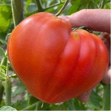 Томат Массон F1, 5 нас. фото 1