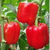 Перец Квадрато Асти красный,  50 сем. (инкруст.)