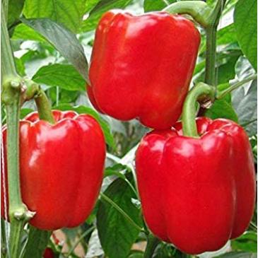 Перець Квадрато Асті червоний, 50 нас. (інкруст.) фото 1