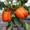 Перец Помаранчевий куб,  50 сем. (инкруст.)