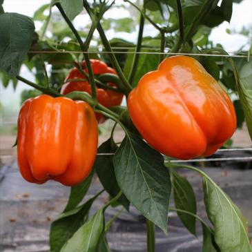 Перець Помаранчевий куб, 50 нас. (інкруст.) фото 1