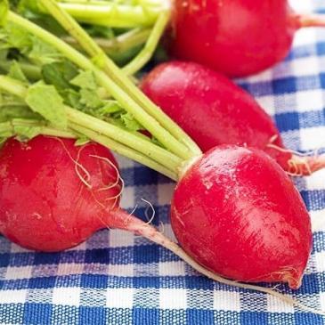 Редиска Ілка, 300 нас. (інкруст.) фото 1