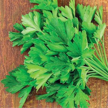 Петрушка листова Італійський гігант, 3 г фото 1